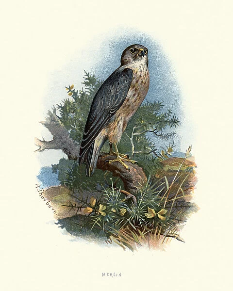 Natural history, merlin (Falco columbarius)