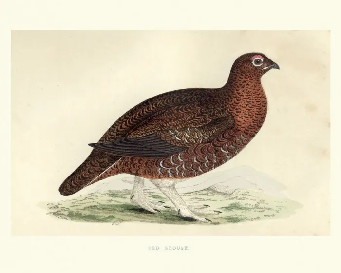 Framed Print : Natural history, red grouse, Lagopus lagopus scotica Framed Print : Natural history, red grouse, Lagopus lagopus scotica