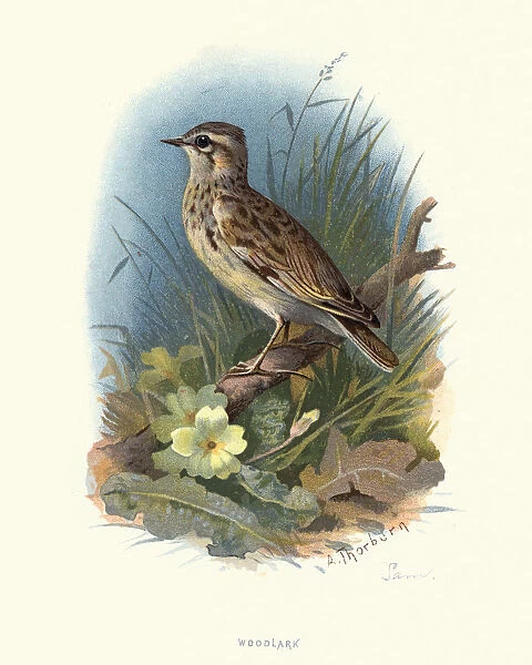 Natural history, woodlark or wood lark (Lullula arborea)