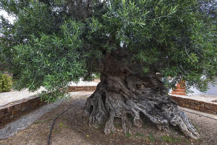 Framed Print : Natural monument, oldest olive tree in the world in the village of Pano Vouves Framed Print : Natural monument, oldest olive tree in the world in the village of Pano Vouves