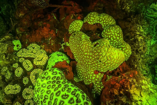 Natural occurring Red and Green Fluorescence in Stony Corals and Encrusting Corals