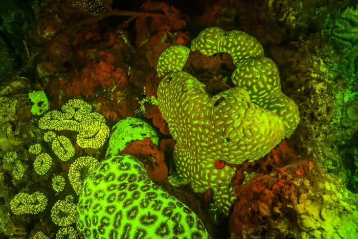 Framed Print : Natural occurring Red and Green Fluorescence in Stony Corals and Encrusting Corals Framed Print : Natural occurring Red and Green Fluorescence in Stony Corals and Encrusting Corals
