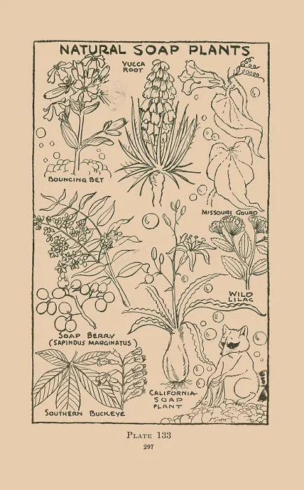 Framed Print : Natural Soap Plants Framed Print : Natural Soap Plants