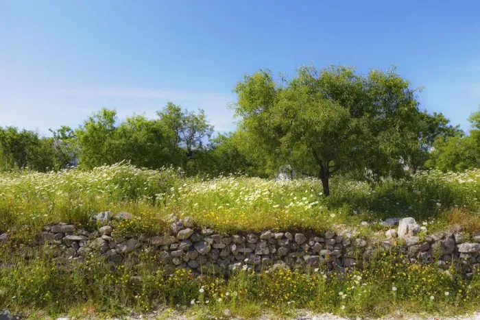 Framed Print : Natural stone wall and almond trees, Datca, Datca Peninsula, Mugla Province, Aegean, Turkey Framed Print : Natural stone wall and almond trees, Datca, Datca Peninsula, Mugla Province, Aegean, Turkey