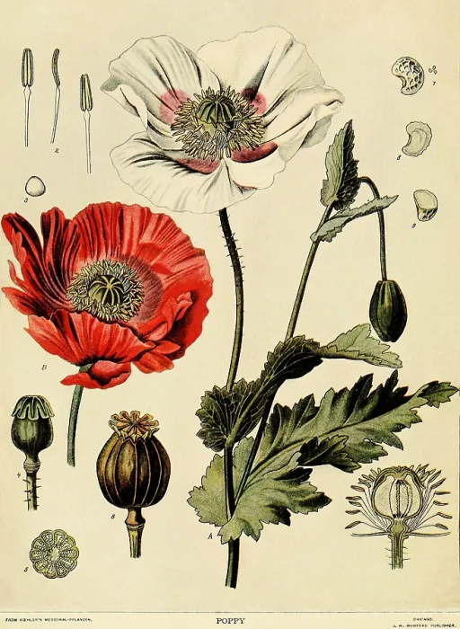 Framed Print : Poppy. Naturalist illustration of the poppy plant from which opium is derived