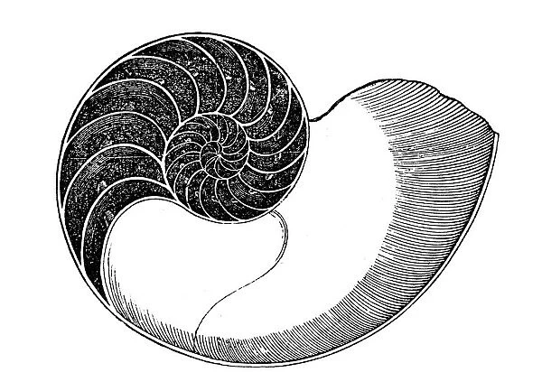 Nautilus. Illustration of 19th century