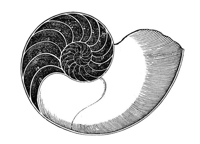 Framed Print : Nautilus. Illustration of 19th century Framed Print : Nautilus. Illustration of 19th century