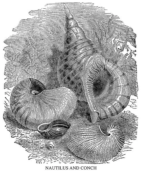 Nautilus and conch