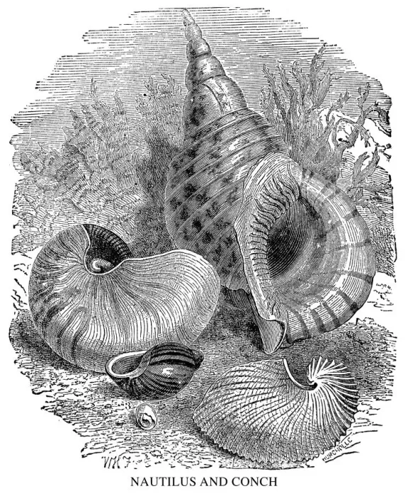 Framed Print : Nautilus and conch Framed Print : Nautilus and conch