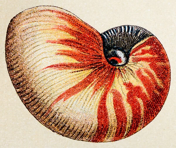 Nautilus pompilius, animals antique illustration