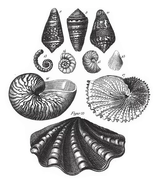 Nautilus Pompilius, Representatives of the Phyla Mollusca, Echindermata, Ctenophora