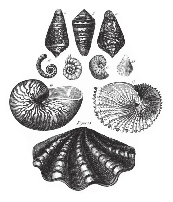 Framed Print : Nautilus Pompilius, Representatives of the Phyla Mollusca, Echindermata, Ctenophora Framed Print : Nautilus Pompilius, Representatives of the Phyla Mollusca, Echindermata, Ctenophora