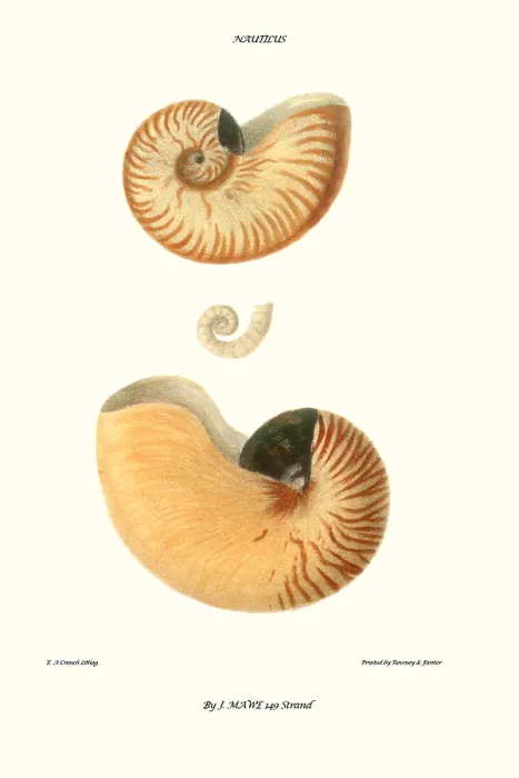 Framed Print : nautilus shell Framed Print : nautilus shell