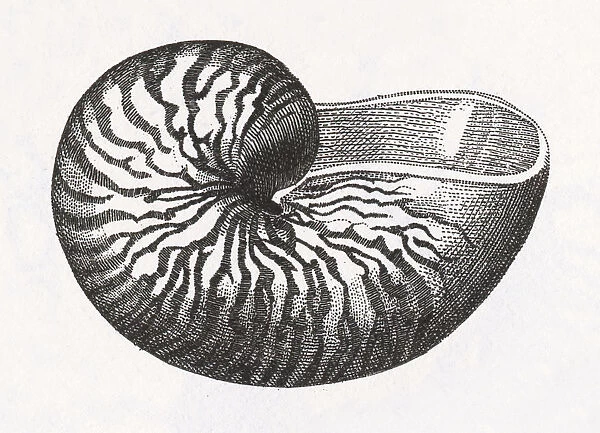 Nautilus Shell Engraving