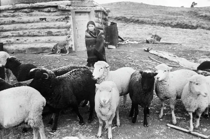 Framed Print : Navajo Woman with Her Sheep Framed Print : Navajo Woman with Her Sheep