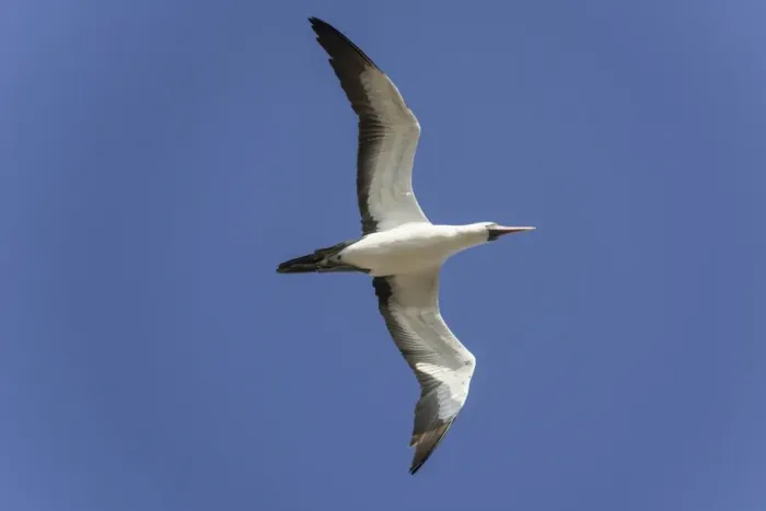 Framed Print : Nazca Booby -Sula granti- in flight, Isla Genovesa, Galapagos Islands Framed Print : Nazca Booby -Sula granti- in flight, Isla Genovesa, Galapagos Islands
