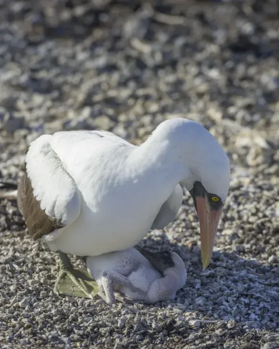 Framed Print : Nazca Booby -Sula granti- on a nest with a chick, Isla Genovesa, Galapagos Islands