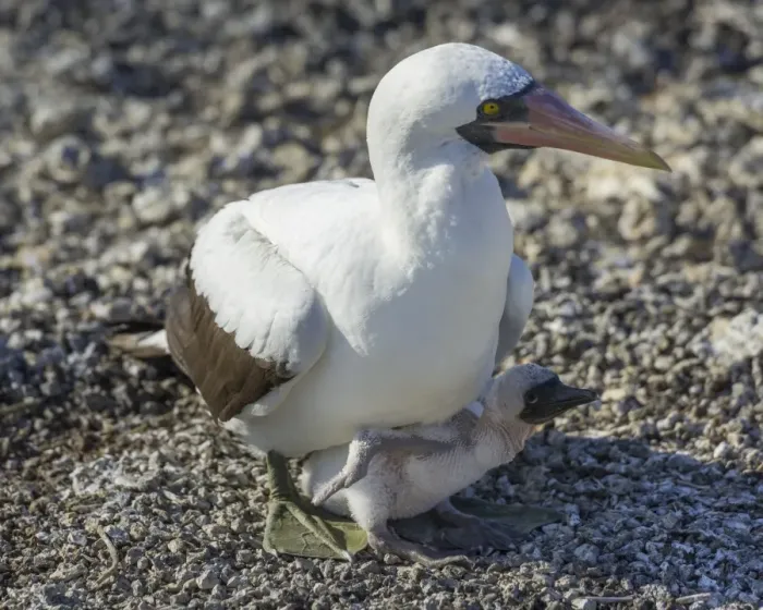 Framed Print : Nazca Booby -Sula granti- on a nest with a chick, Isla Genovesa, Galapagos Islands Framed Print : Nazca Booby -Sula granti- on a nest with a chick, Isla Genovesa, Galapagos Islands