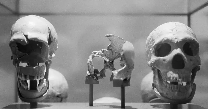 Framed Print : Neanderthal Skulls Framed Print : Neanderthal Skulls
