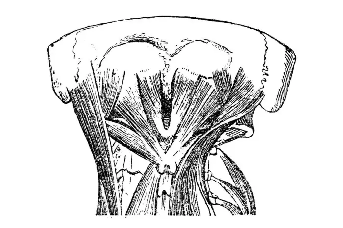 Framed Print : Neck muscles