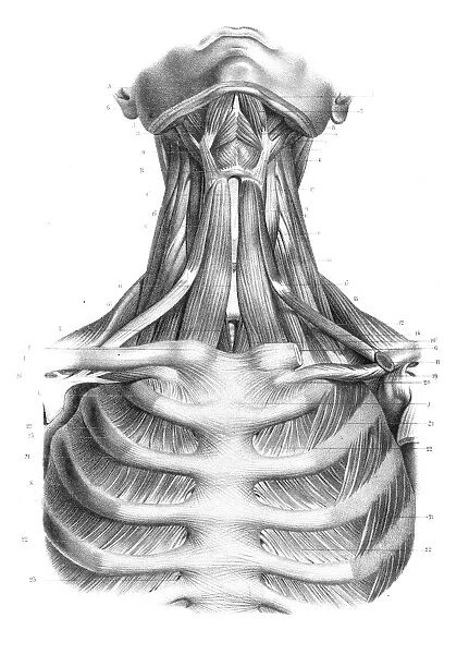 Neck throat anatomy engraving 1866