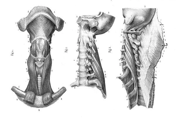 Neck vertebra anatomy engraving 1866