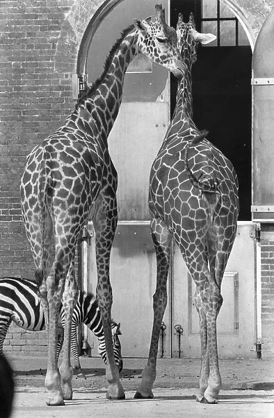 Necking. 3rd April 1980: Two giraffes and a zebra enjoy each others company at London Zoo
