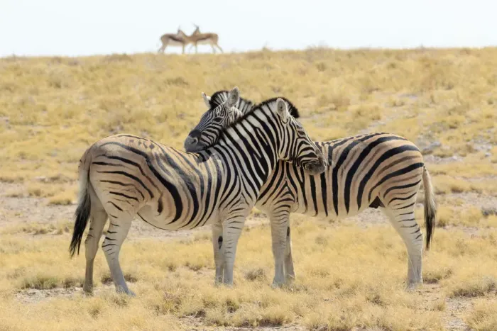 Framed Print : Necking zebras (Equus burchellii) with springboks in background, Etosha National Park, Namibia Framed Print : Necking zebras (Equus burchellii) with springboks in background, Etosha National Park, Namibia
