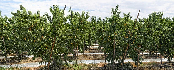 Nectarines -Prunus persica var nucipersica-, plantation, Centerville, Fresno, California, United States