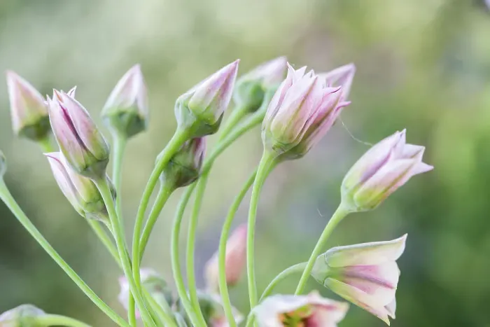 Framed Print : Nectaroscordum Siculum Framed Print : Nectaroscordum Siculum