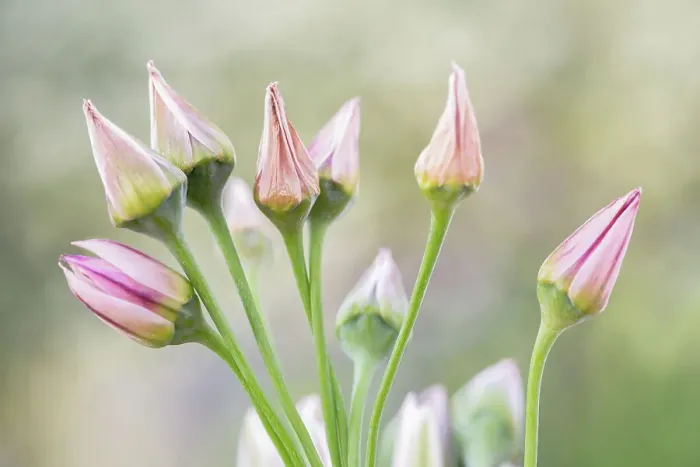 Framed Print : Nectaroscordum Siculum Framed Print : Nectaroscordum Siculum