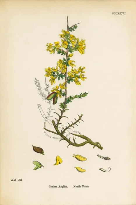 Framed Print : Needle Furze, Genista Anglica, Victorian Botanical Illustration, 1863 Framed Print : Needle Furze, Genista Anglica, Victorian Botanical Illustration, 1863