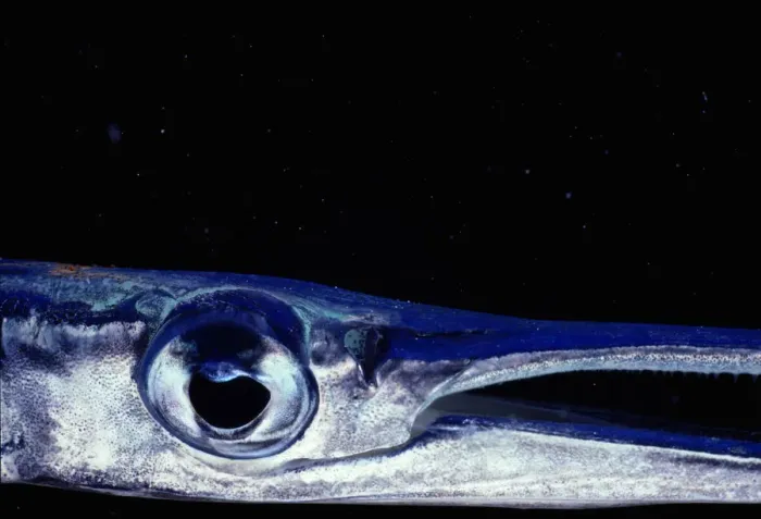 Framed Print : Needlefish (Belonidae), close-up of eye Framed Print : Needlefish (Belonidae), close-up of eye