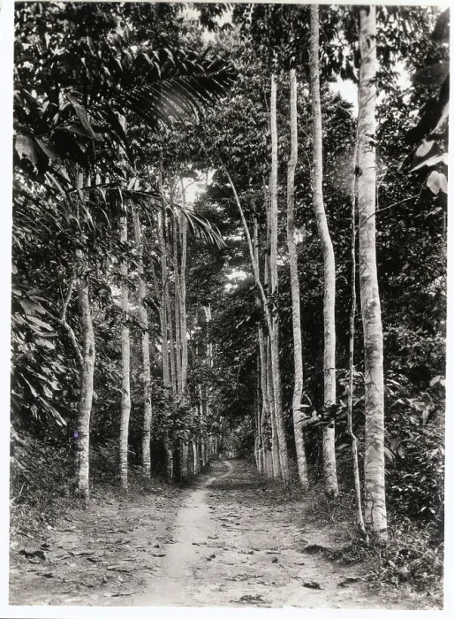 Framed Print : Neglected Rubber Plantation Framed Print : Neglected Rubber Plantation