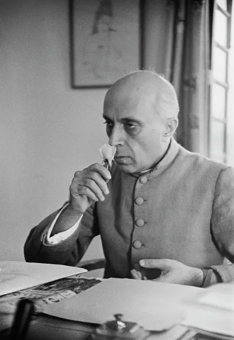 Framed Print : Nehru's Flower Framed Print : Nehru's Flower