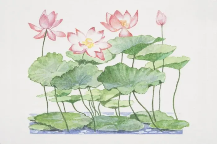 Framed Print : Nelumbo nucifera, Sacred Lotus, plant leaves floating on water surface and raised amongst open flowers Framed Print : Nelumbo nucifera, Sacred Lotus, plant leaves floating on water surface and raised amongst open flowers