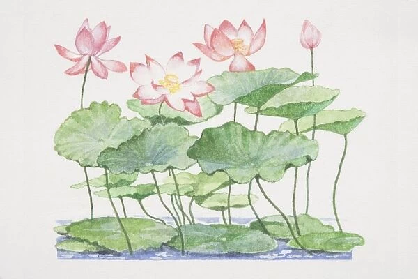 Nelumbo nucifera, Sacred Lotus, plant leaves floating on water surface and raised amongst open flowers