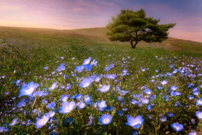 Framed Print : Nemophila field Framed Print : Nemophila field