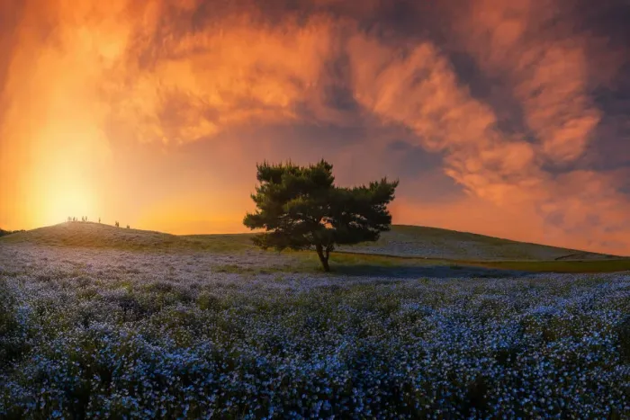 Framed Print : Nemophila Lone Tree