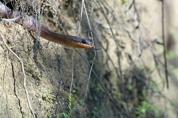 Neotropical Bird Snake or Dos Cocorite -Pseustes poecilonotus-, Dos Brazos, Osa Peninsula, Puntarenas Province, Costa Rica, Central America