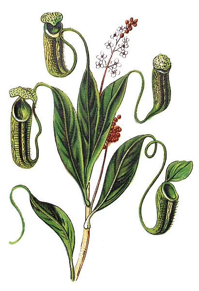 Nepenthes distillatoria is a tropical pitcher plant endemic to Sri Lanka