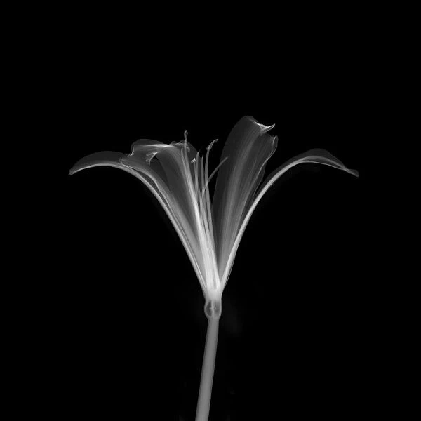 Nerine flower, X-ray