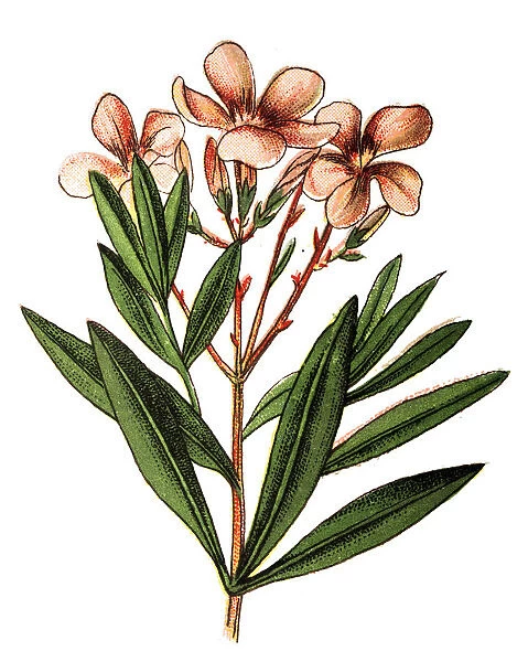 Nerium oleander, nerium or oleander