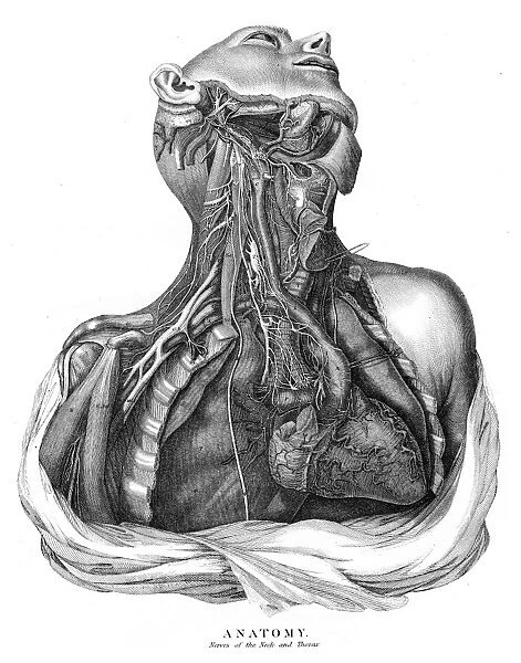 Nerve anatomy engraving 1878