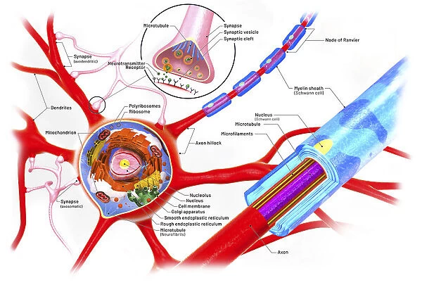 Nerve cell anatomy, illustration
