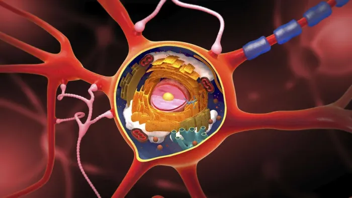 Framed Print : Nerve cell, illustration Framed Print : Nerve cell, illustration