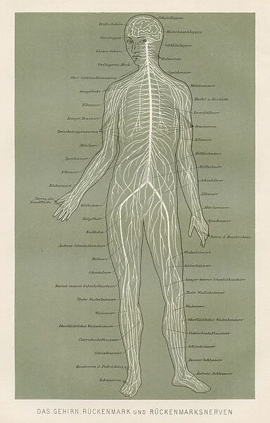 Nerves anatomy engraving 1857