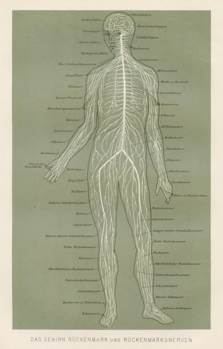 Framed Print : Nerves anatomy engraving 1857 Framed Print : Nerves anatomy engraving 1857