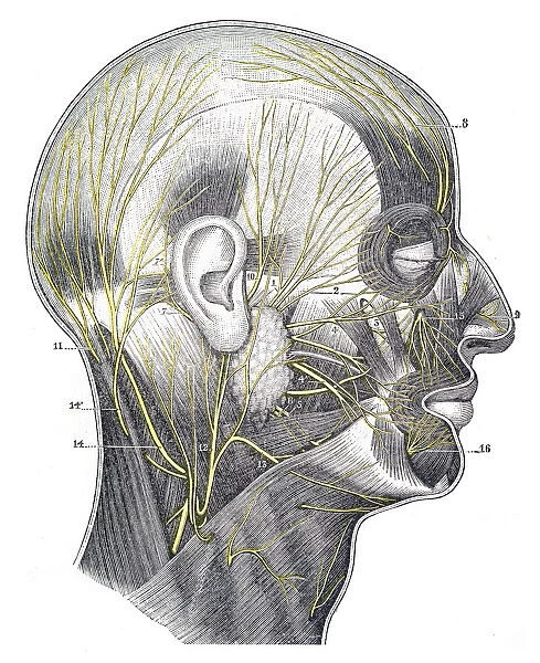 Nerves of the cranium and face engraving 1894