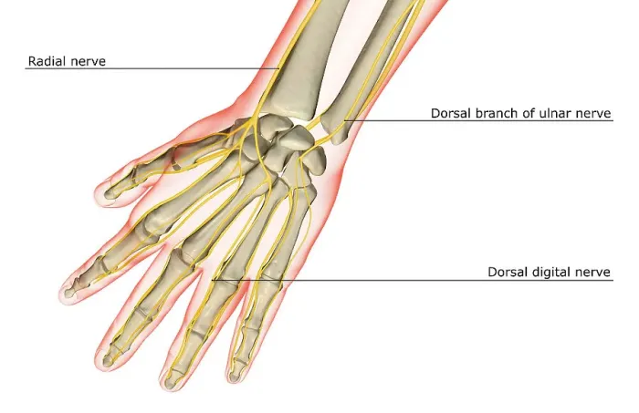 Framed Print : The nerves of the hand Framed Print : The nerves of the hand